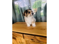 welsh-corgi-small-4
