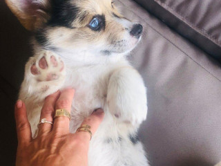 welsh-corgi