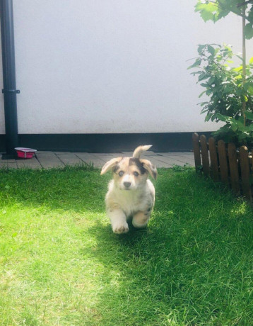 welsh-corgi-big-3