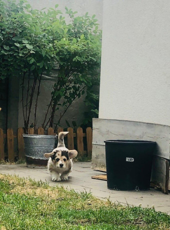 welsh-corgi-big-1