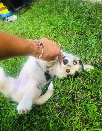 welsh-corgi-big-2