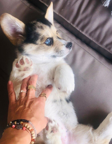 welsh-corgi-big-0