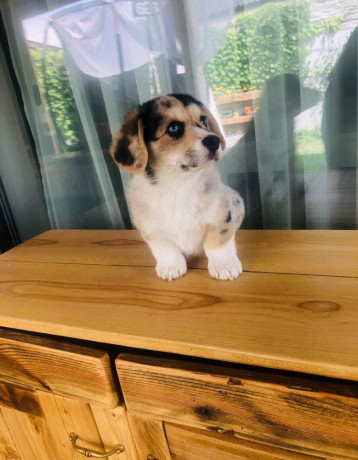 welsh-corgi-big-4