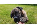 cane-corso-na-krytie-small-4