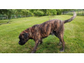 cane-corso-na-krytie-small-0