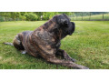 cane-corso-na-krytie-small-1
