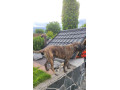 cane-corso-na-krytie-small-3