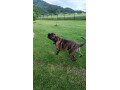 cane-corso-na-krytie-small-2