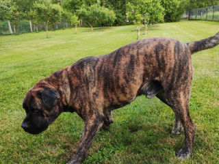 cane-corso-na-krytie