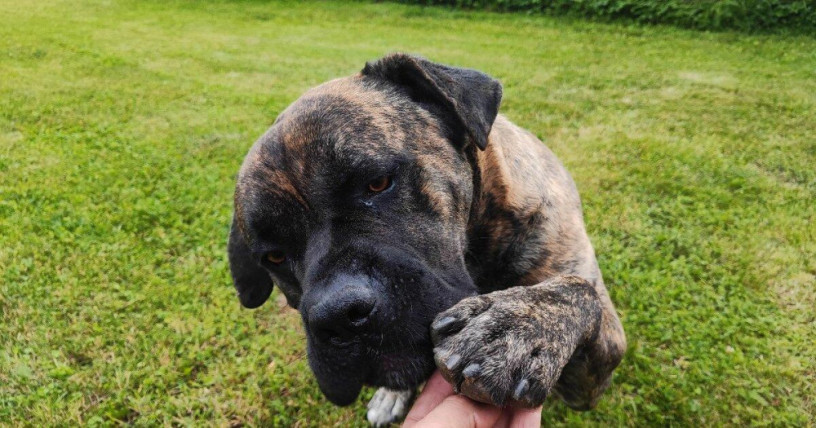 cane-corso-na-krytie-big-4