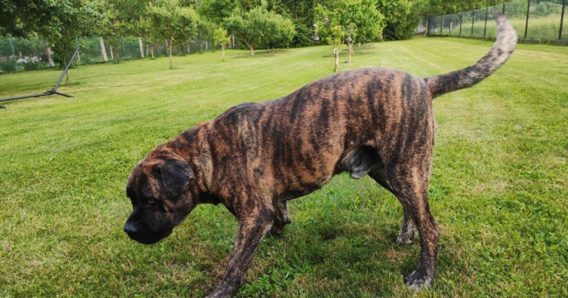 cane-corso-na-krytie-big-0