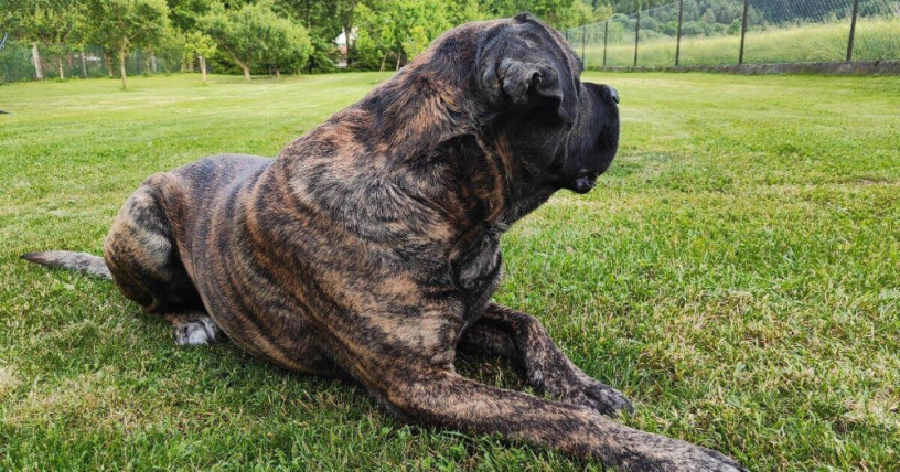 cane-corso-na-krytie-big-1