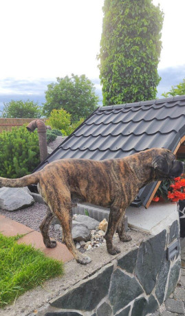 cane-corso-na-krytie-big-3