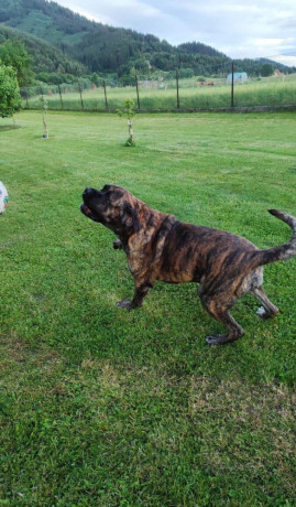 cane-corso-na-krytie-big-2