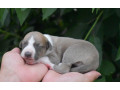 whippet-small-3