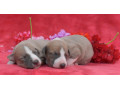 whippet-small-1