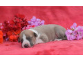 whippet-small-4