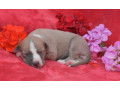 whippet-small-2