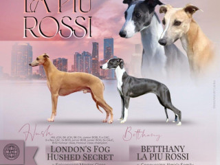 whippet