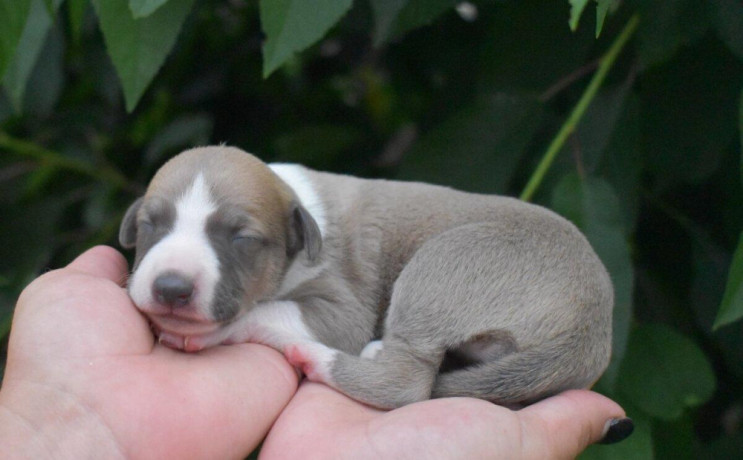whippet-big-3