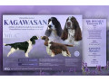 anglicky-springerspaniel-steniatka-s-pp-small-0