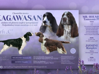 anglicky-springerspaniel-steniatka-s-pp