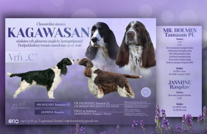 anglicky-springerspaniel-steniatka-s-pp-big-0