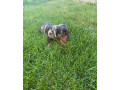 jazvecik-small-4