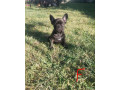 francuzsky-buldocek-steniatka-small-4