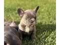 francuzsky-buldocek-buldog-small-0