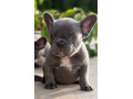 francuzsky-buldocek-buldog-small-3