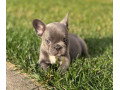 francuzsky-buldocek-buldog-small-1