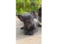 francuzsky-buldocek-buldog-small-2