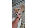 akita-inu-small-2