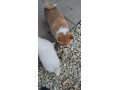 akita-inu-small-0