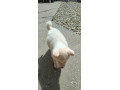 akita-inu-small-3