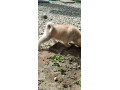 akita-inu-small-1