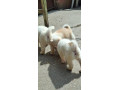 akita-inu-small-4