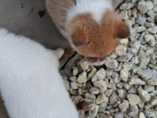 akita-inu