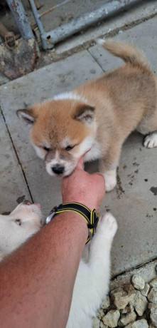 akita-inu-big-2