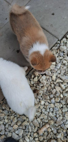 akita-inu-big-0