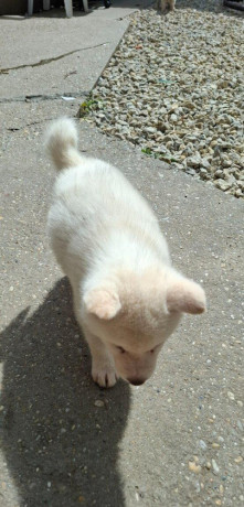 akita-inu-big-3