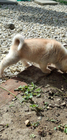 akita-inu-big-1