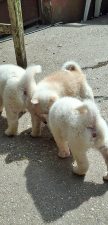 akita-inu-big-4