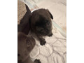 rezervacia-steniatok-bugg-terier-small-3