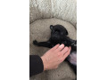 rezervacia-steniatok-bugg-terier-small-1