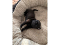 rezervacia-steniatok-bugg-terier-small-0