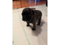 rezervacia-steniatok-bugg-terier-small-4