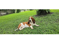 baset-basset-hound-small-0
