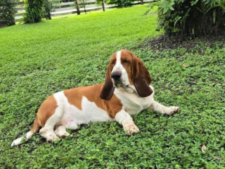 baset-basset-hound